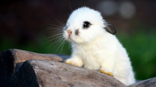 rabbit pic