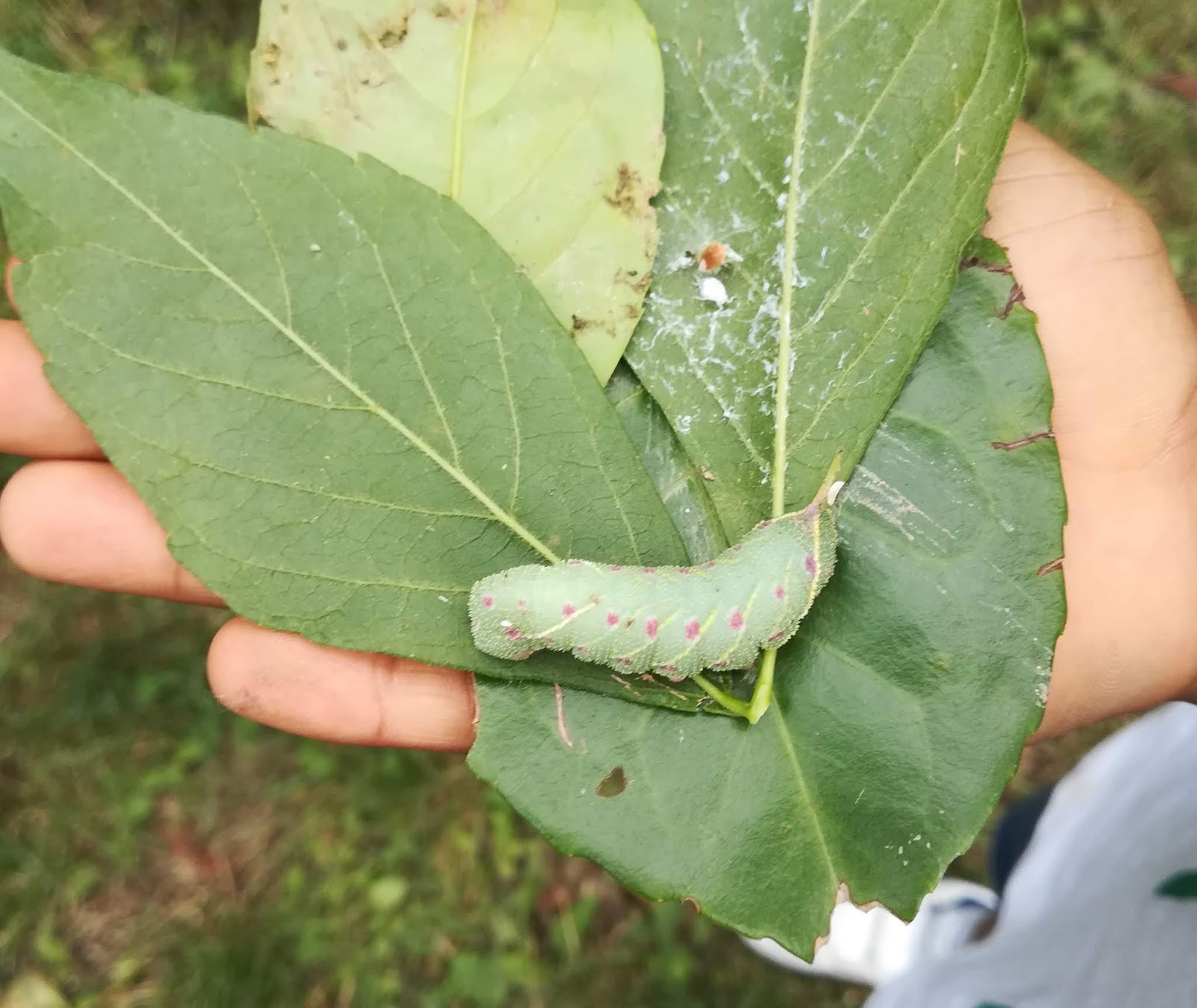 Parri 2017 2022 I Bruchi