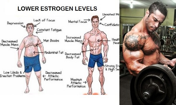 how to lower your estrogen levels for men how to lower your estrogen levels for men