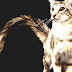 Oriental Longhair - Oriental Longhair Cat