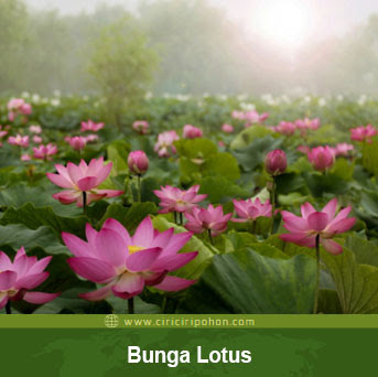 ciri ciri pohon bunga lotus