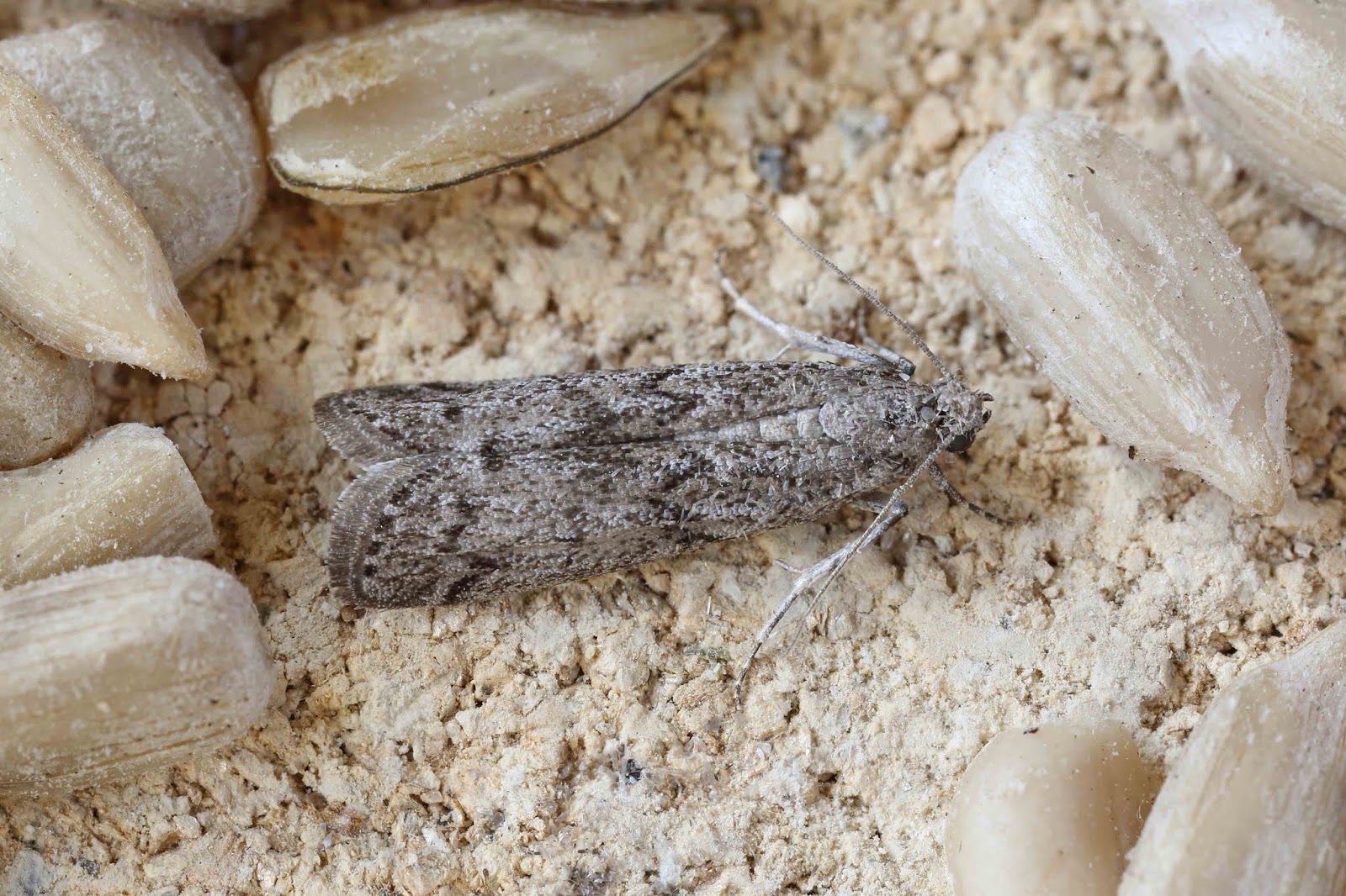Hereford and Worcester Moths Mediterranean Flour Moth, Ephestia kuehniella