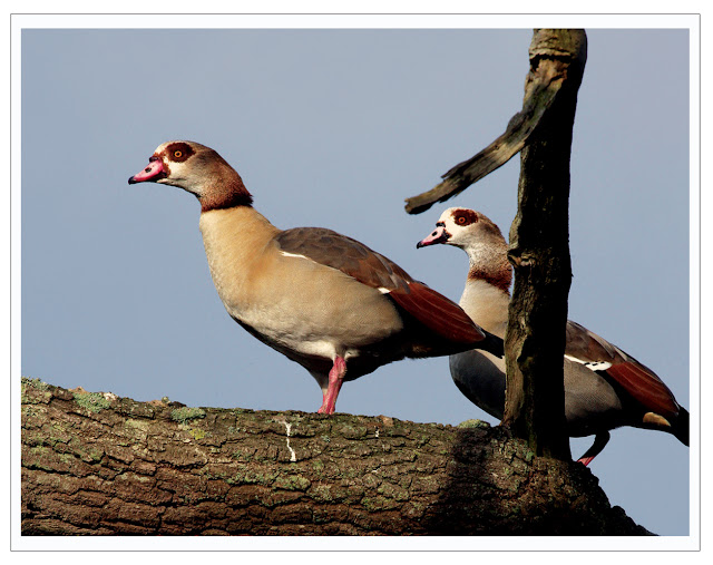The Gray Gallery / Nature through the lens Egyptian Geese (in a tree)