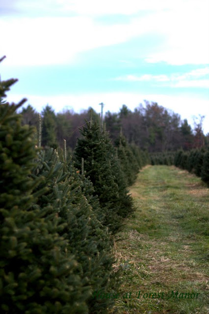 House at Forest Manor: Picking Out the Christmas Tree