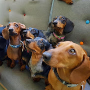 We love Doxies!