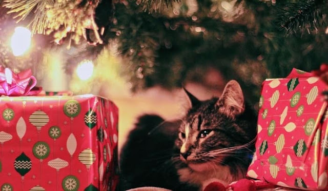 Cat Lovers Will Love These Gifts