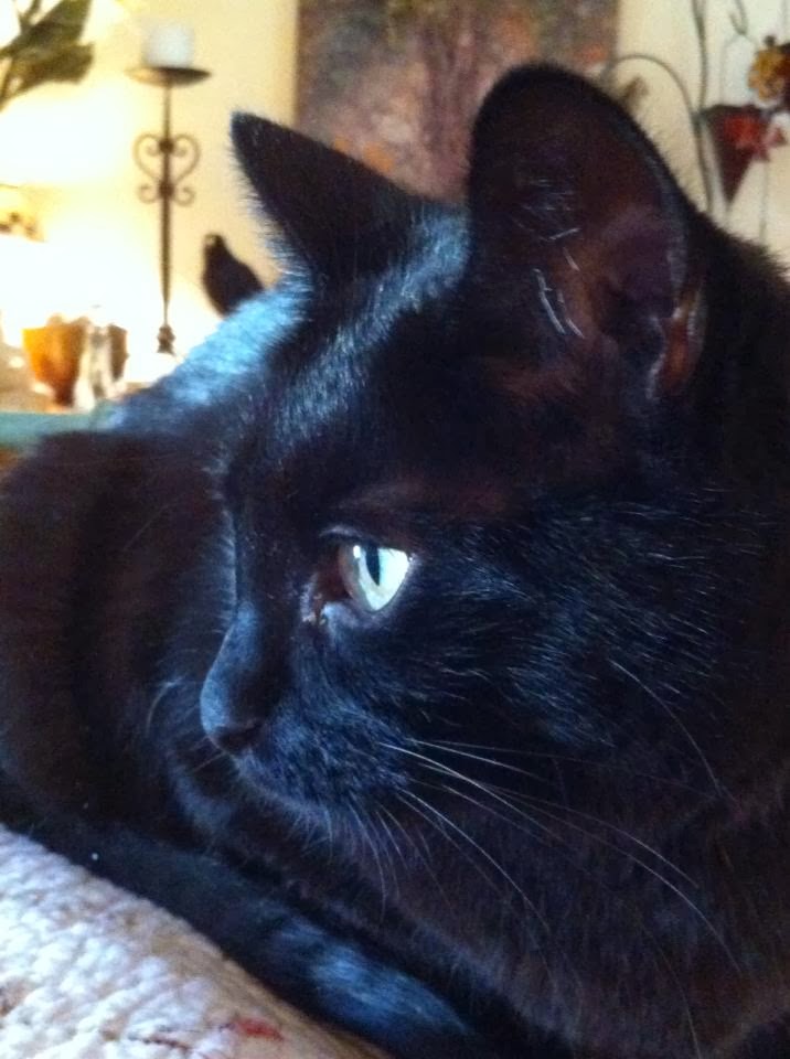 Habib.  My little panther...may you rest in peace.  I miss your loving nature every day.