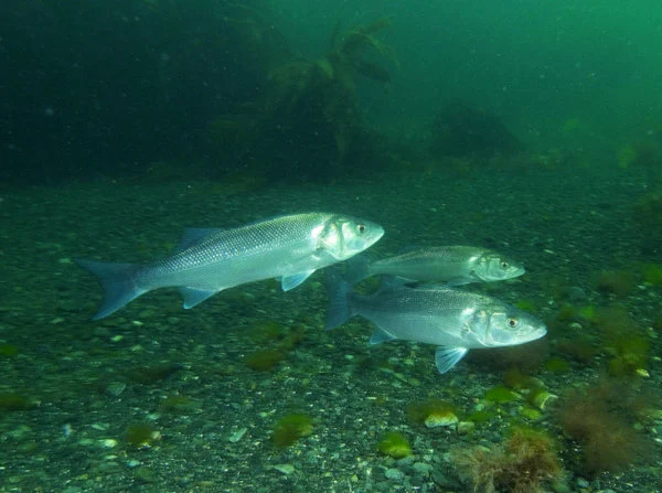 Devon Wildlife Trust - Bass Photo copyright Paul Naylor (All rights reserved)