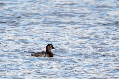 Hembra de porrón europeo - Common pochard female - Aythya ferina Plumaje de hembra afulta (marzo).