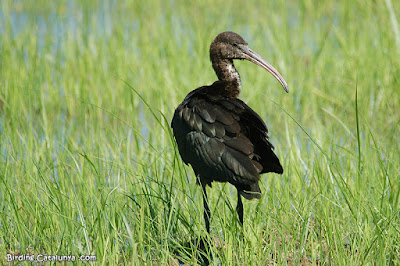 Capó reial (Plegadis falcinellus)