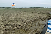 5 Hari Terendam Banjir, Ratusan Hektar Sawah Gagal Panen