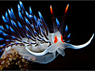 Jam Tangan Slapia | Distributor Jam Tangan Terbesar se Indonesia