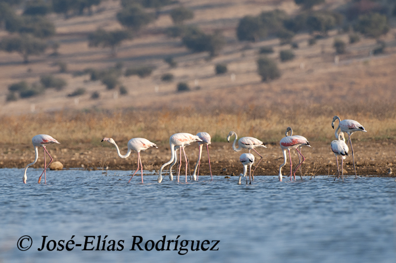 Birds of Extremadura (Spain) JULY 2012 NOTABLE SIGHTINGS IN EXTREMADURA