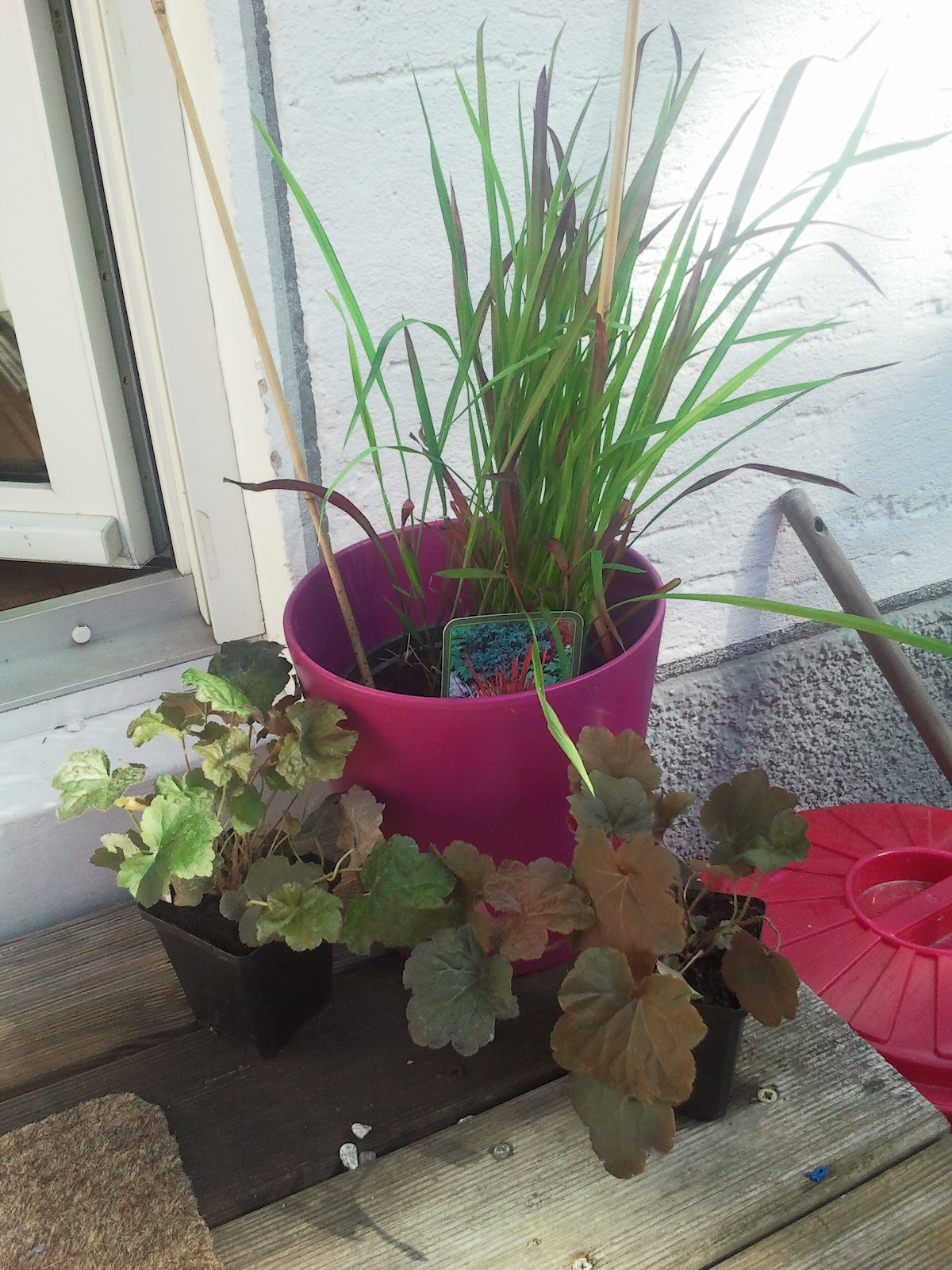 Kathy's Checkpoint Blumenpaket von BALDUR Gartenversand