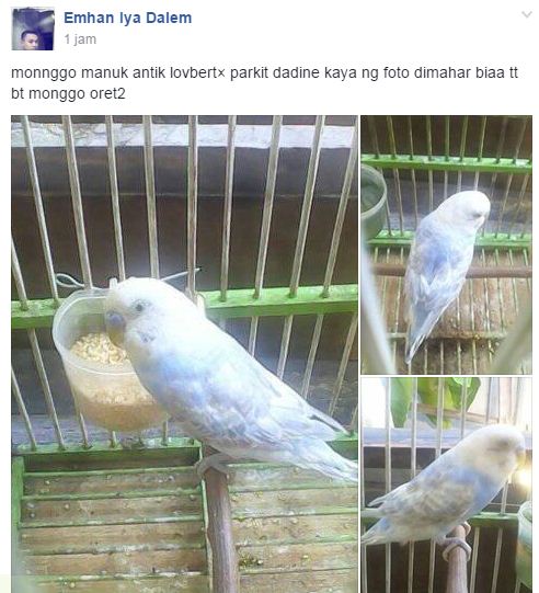 Hasil Silangan Lovebird Vs Parkit Peternakan Dan Perkebunan