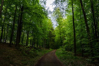 Naturfotografie Waldbaden Weserbergland
