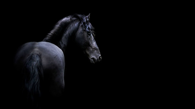 black horse wallpaper