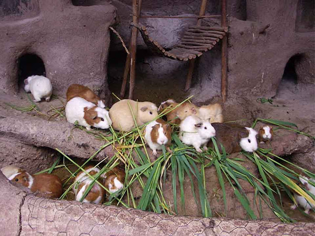 teddy guinea pig, guinea pig food, texel guinea pig, newborn guinea pigs