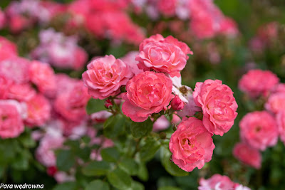 Powsin ogród botaniczny PAN róże