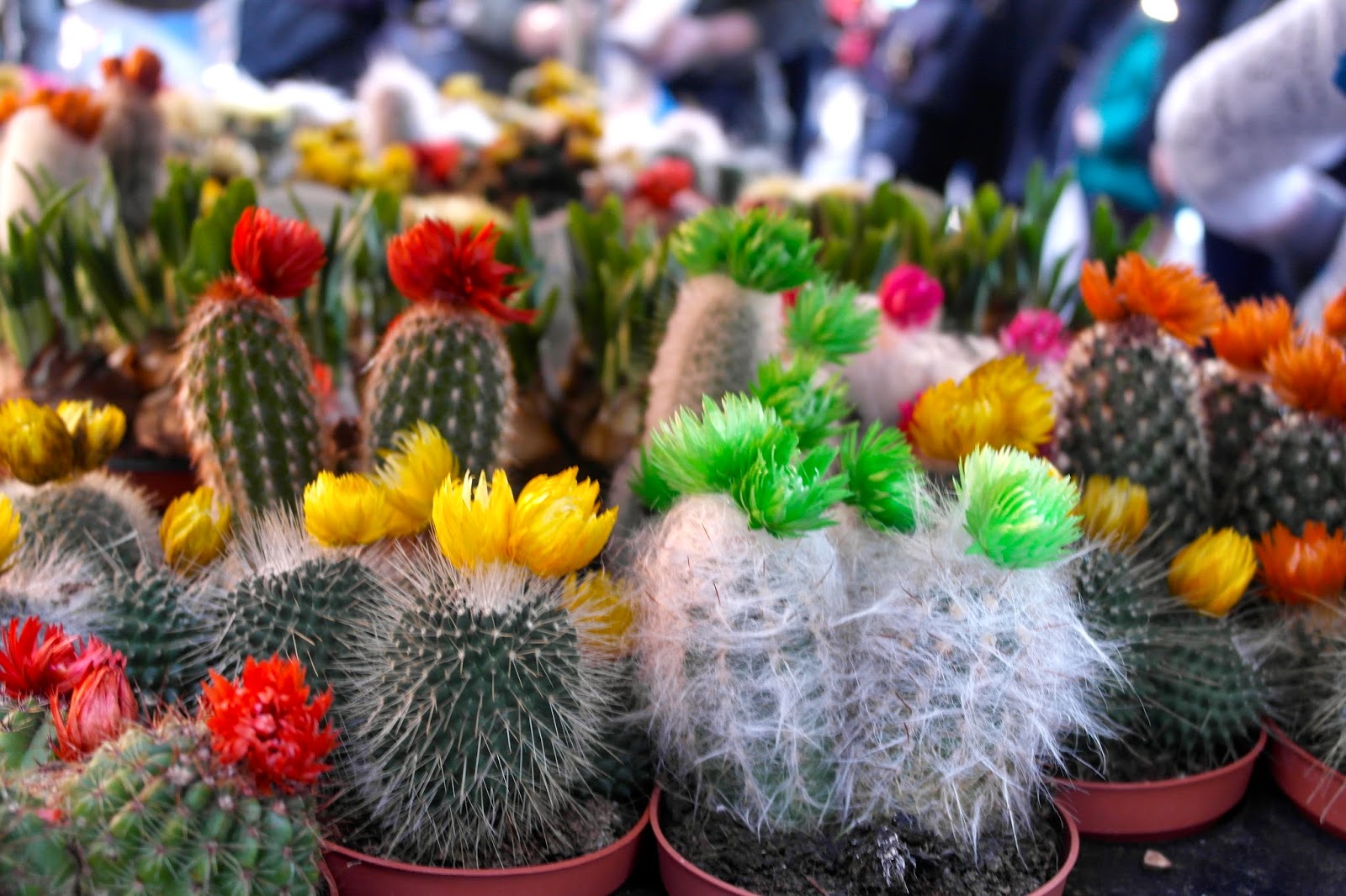 Columbia Road Flower Market 