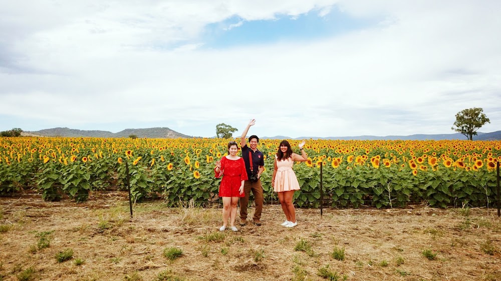 Lucy and The Runaways A Roadtrip to the Sunflower Fields