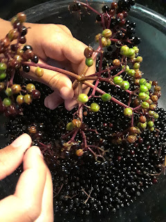 cleaning elderberries