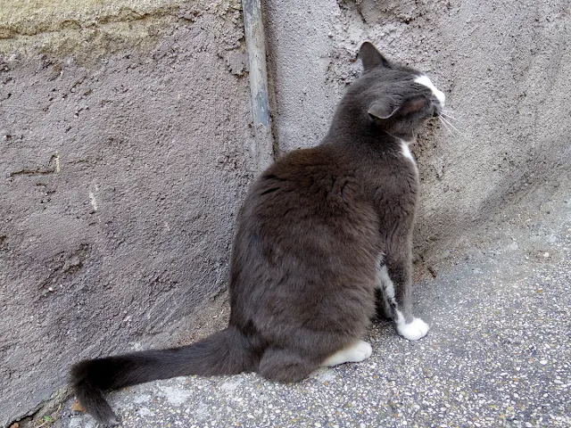 ローマの野良猫