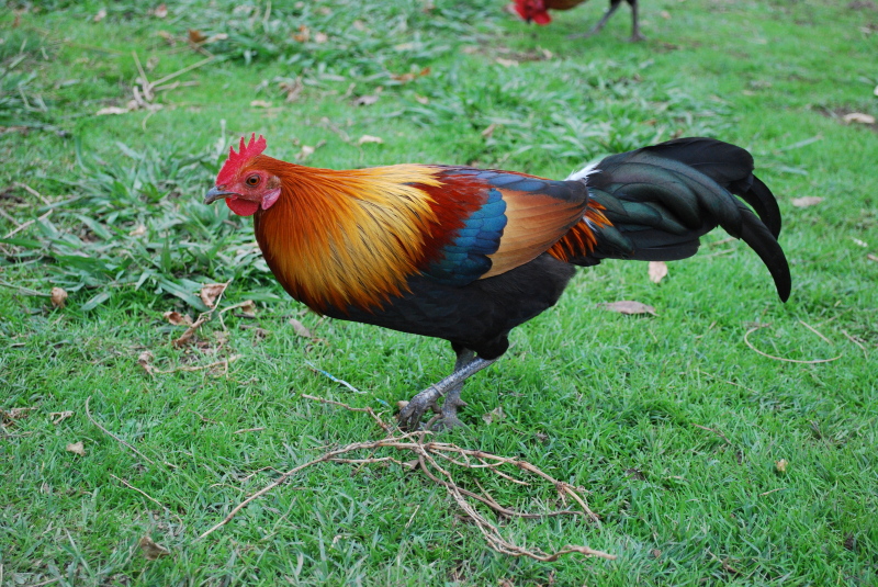 Origin of the Domestic Fowl Color Pattern of the Red Jungle Fowl