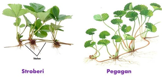 Pembahasan Lengkap Perkembangbiakan Vegetatif Alami Pada Tanaman Elinotes Review Pembahasan Lengkap Perkembangbiakan Vegetatif Alami Pada Tanaman Elinotes Review