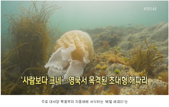 영국에서 목격된 초대형 해파리