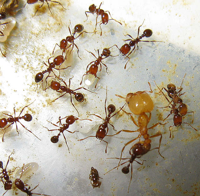 Photos and Info on Ants and Termites of Malaysia Solenopsis Geminata