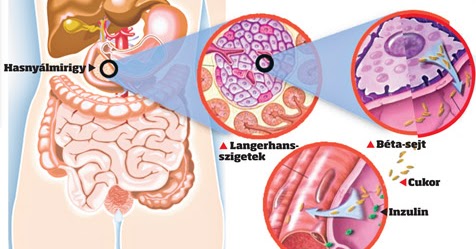 hasnyálmirigy inzulintermelése