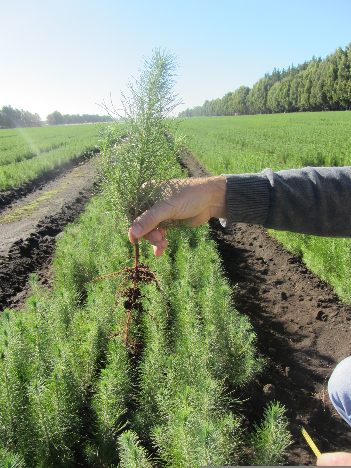 JessKess Adventures Baby trees, search for the cures