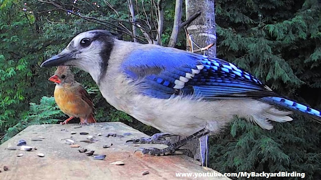 Plucky Young Cardinal Versus Young Blue Jay