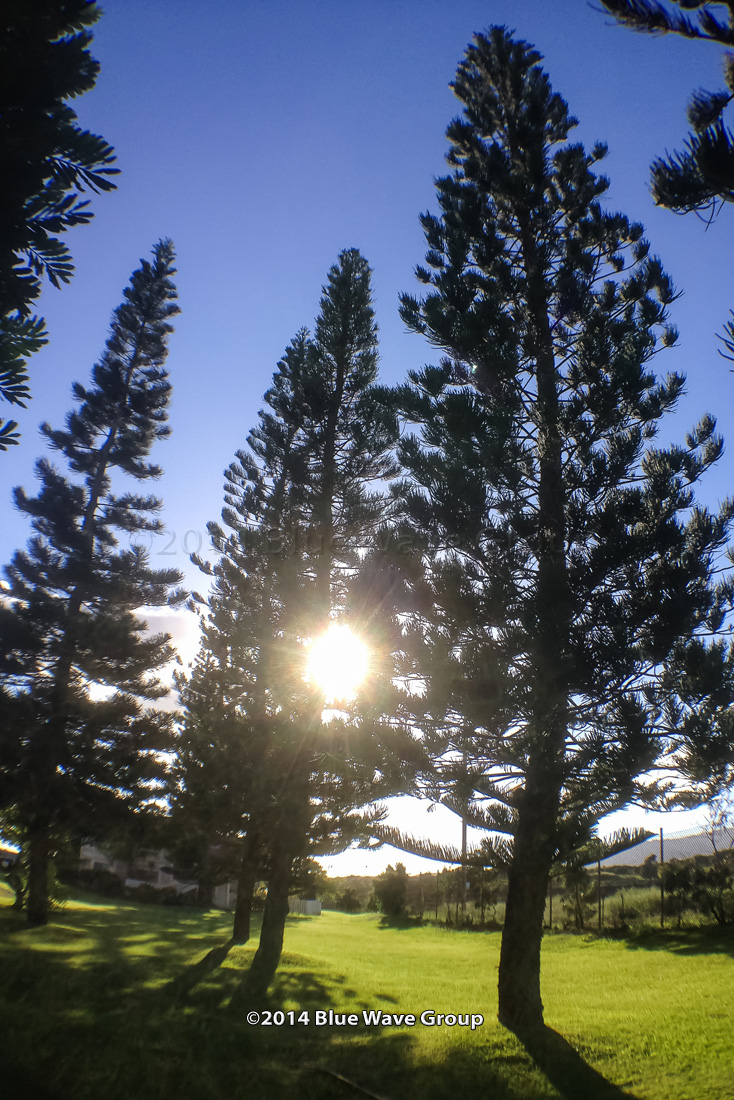 Blue Wave Pix Sun and Norfolk Pines