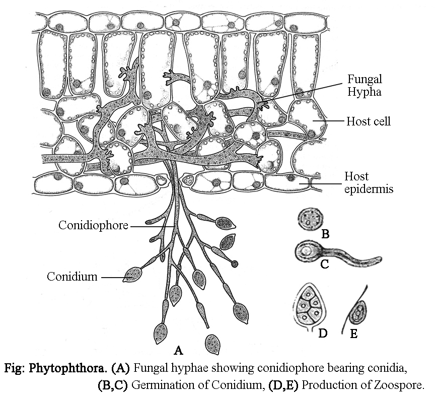 PHYTOPHTHORA CLASSIFICATION, VEGETATIVE STRUCTURE, REPRODUCTION