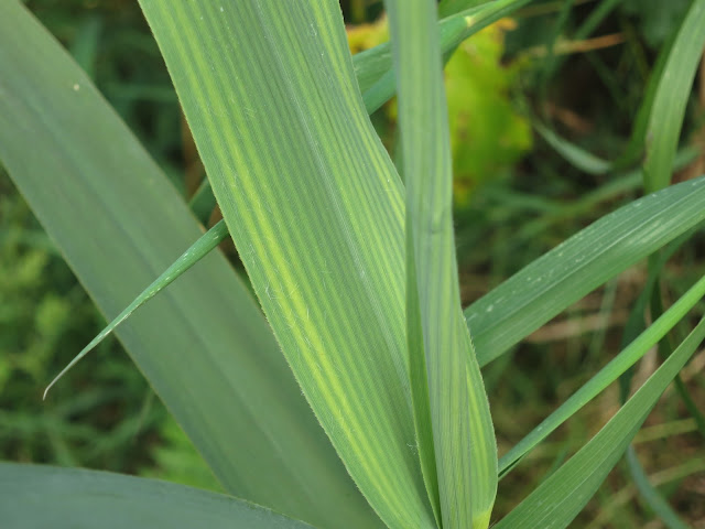 Youngish reed-leaf with green and yellow stripes.