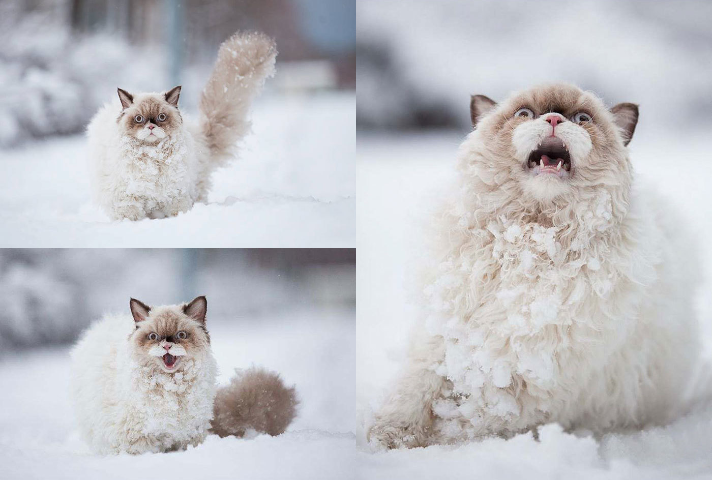 persian cat with it first time experienced with the snow