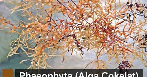 Phaeophyta Alga Cokelat Pengertian Ciri Klasifikasi Reproduksi Contoh Dan Peranan Bagi Kehidupan Biologijk