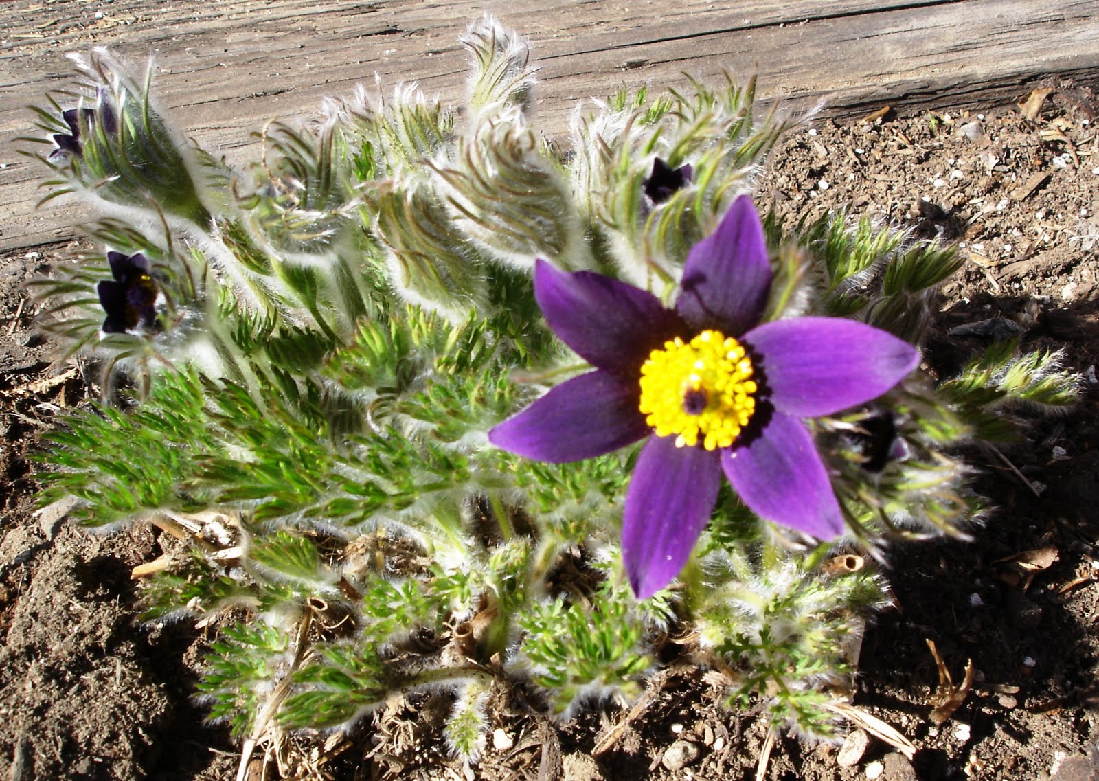 Kipling's Garden How to clean up flower beds after winter