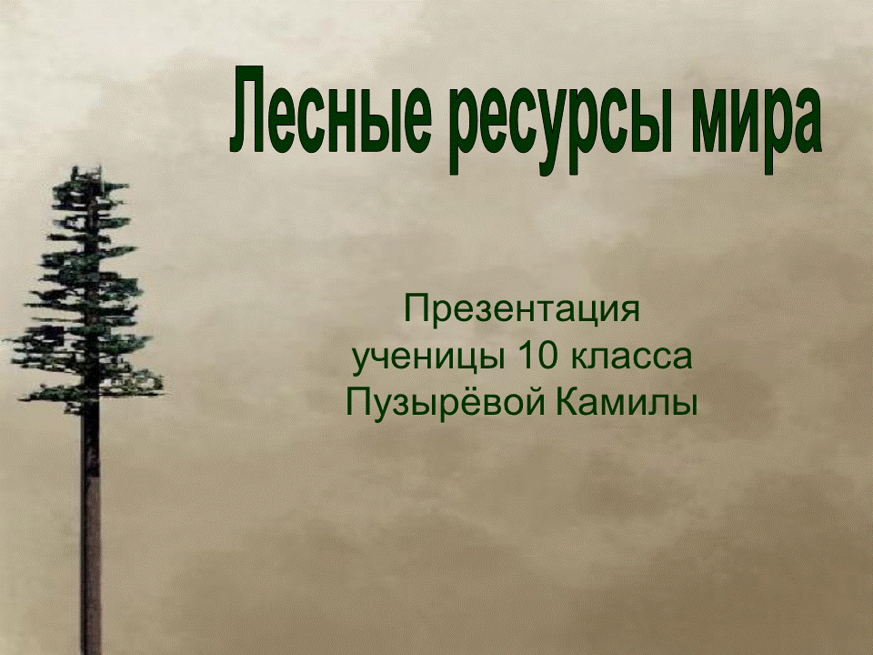 Урок леса 8 класс. Имя означающее лес. Значение леса в природе и жизни человека. Задания по теме лес и человек 1 класс. Леса умеренного пояса растительный мир.