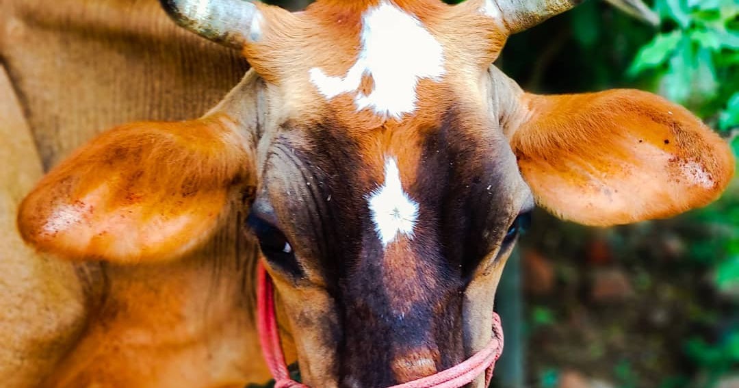 Care and Management of Dry animals (Dry cows and buffaloes) AgriCreed