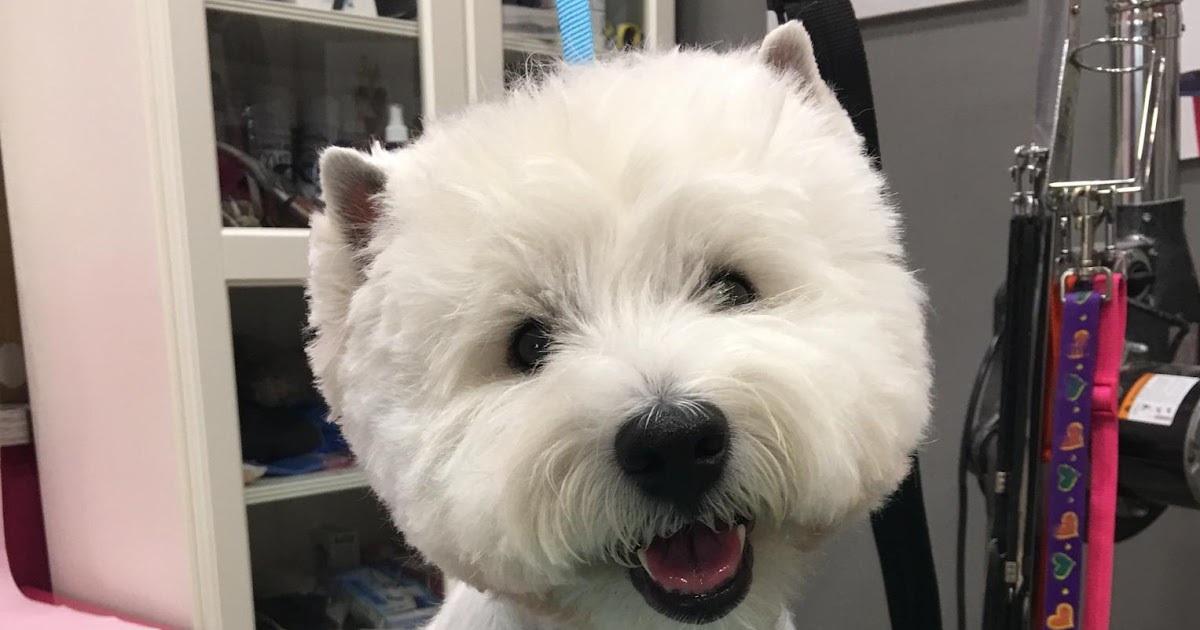 Dog Grooming Marbella