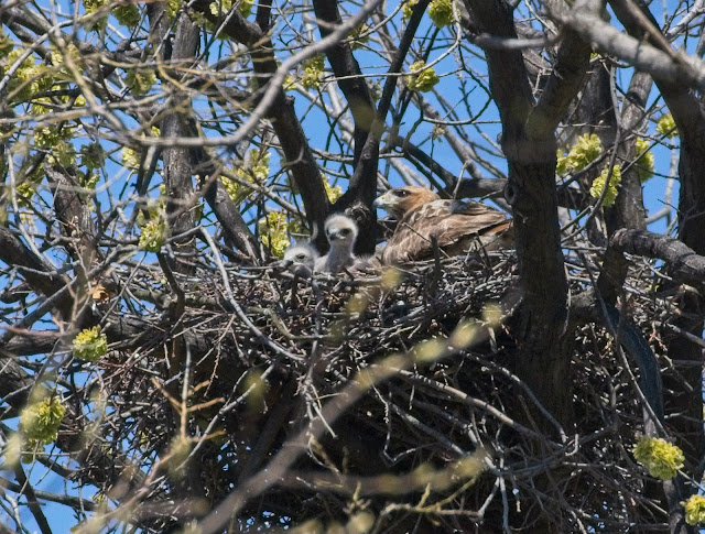 Tompkins Square red-tail chick