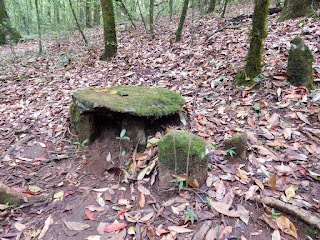 Monoliths inside the Mawphlang Sacred Forest, Meghalaya