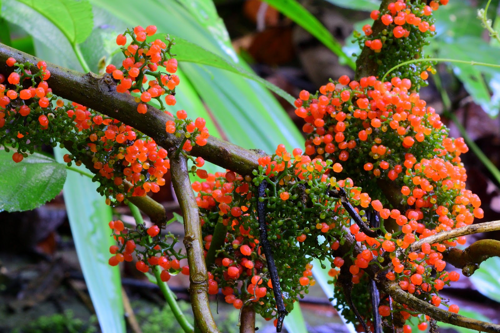 tree with purple flowers and orange berries tree with purple flowers and orange berries