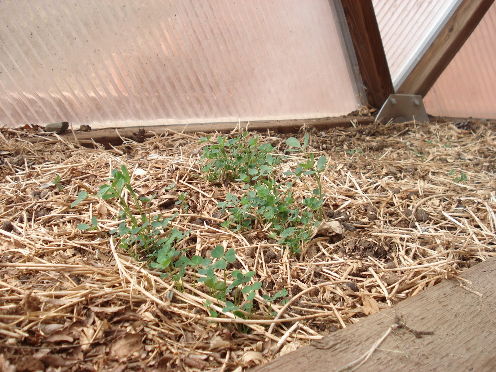 Colorado Mountain Gardener Cover Crops by Trudy Hodges