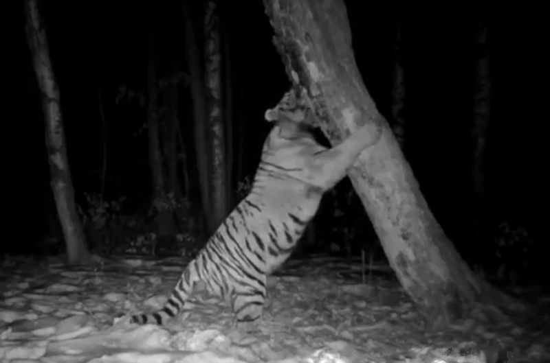 Do tigers mark their territory?