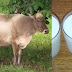 Lo que dicen los médicos sobre la leche de vaca