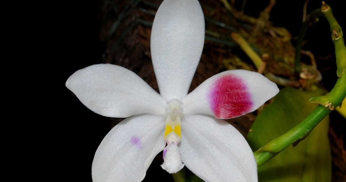 Phalaenopsis Speciosa The Beautiful Phalaenopsis Care And Culture Travaldo S Blog
